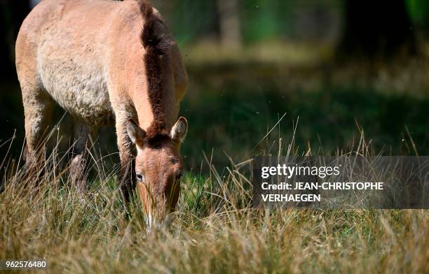 Przewalski's horse is pictured on 20 April, 2018 at Sainte-Croix animal park in Rhodes, eastern France.