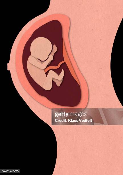 illustration of human baby inside mothers belly - foetus stockfoto's en -beelden
