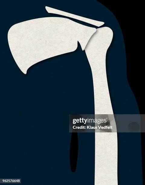 illustration of human shoulder and over arm - escapula fotografías e imágenes de stock
