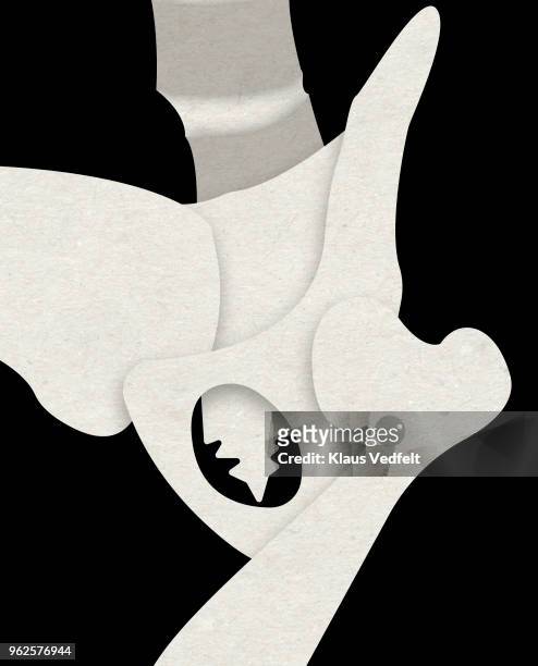 illustration of human hip bone - hip bone stock-fotos und bilder