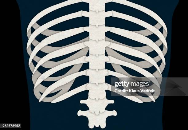 illustration of human ribs and back bone - brustkorb menschlicher knochen stock-fotos und bilder