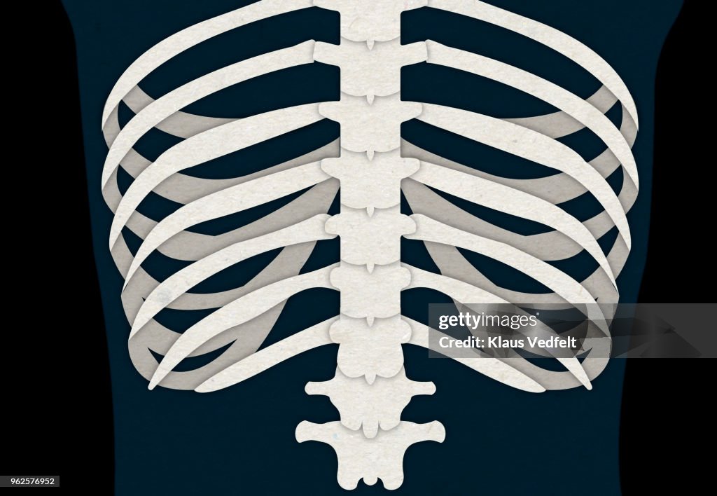 Illustration of human ribs and back bone