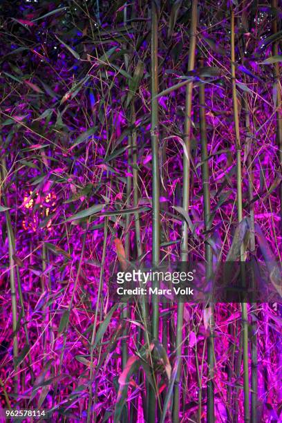 full frame shot of bamboo grove at night - grove_(nature) stock-fotos und bilder