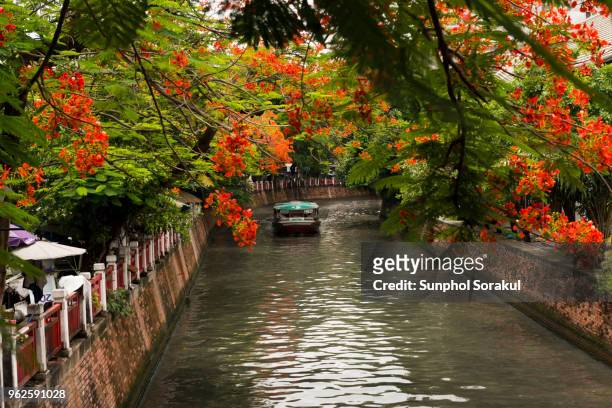 a tourist canal boat running along phadung krung kasem canal with peacock crest flowers - sunphol stock pictures, royalty-free photos & images