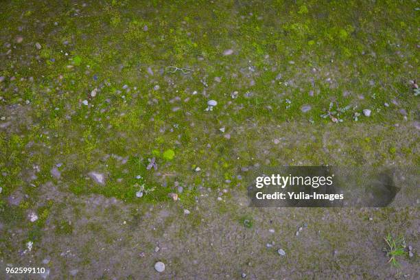 short green grass and moss with scattered stones - moos stock-fotos und bilder