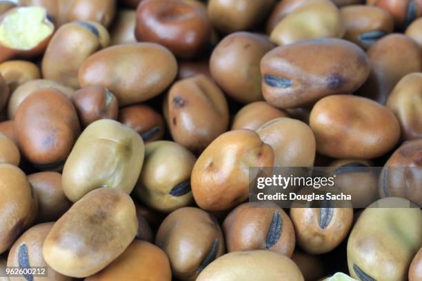 full frame of fava beans (vicia faba) - haba fotografías e imágenes de stock