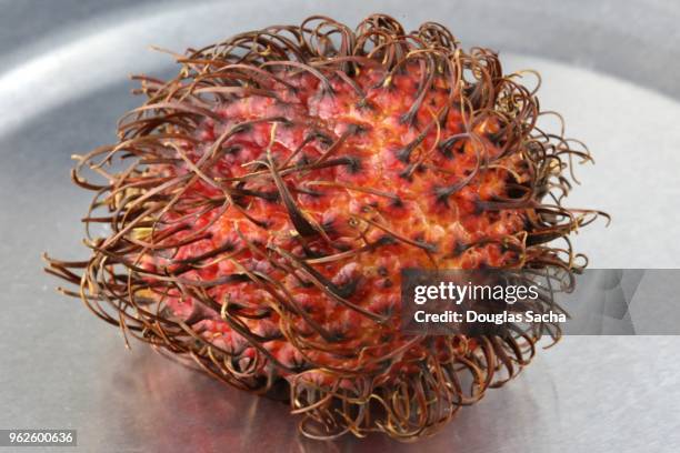 African Rambutan Rambutan Farm Photos and Premium High Res Pictures - Getty Images