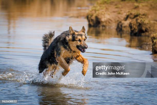 leaping german shepherd - german shepherd stock pictures, royalty-free photos & images