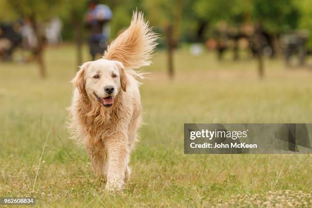 walking golden retriever - golden retriever bildbanksfoton och bilder