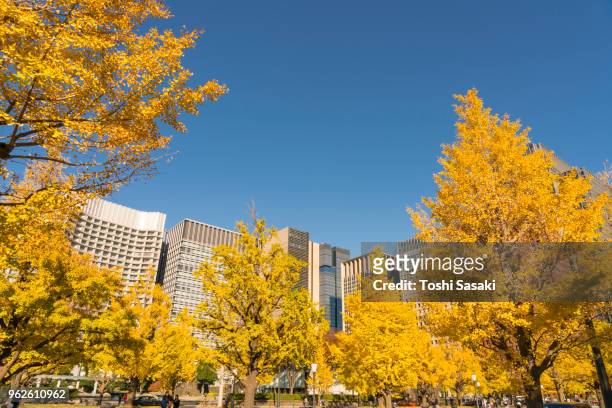 marunouchi high-rise office buildings stand behind the rows of autumn leaves ginkgo trees along the gyoko-dori at marunouchi tokyo japan on november 21 2017. - japanese foreign office stock pictures, royalty-free photos & images