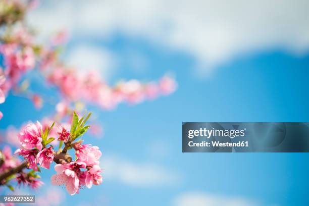pink peach blossoms against sky, close-up - fiore di pesco foto e immagini stock