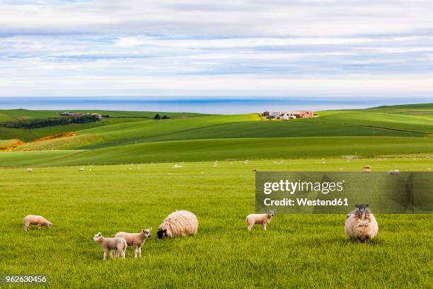 scotland, aberdeenshire, flock of sheep at the coast near crobie - aberdeenshire bildbanksfoton och bilder