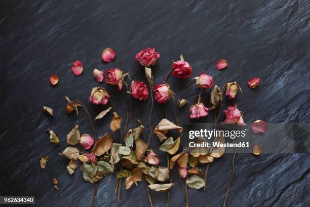 withered roses on slate - schist fotografías e imágenes de stock