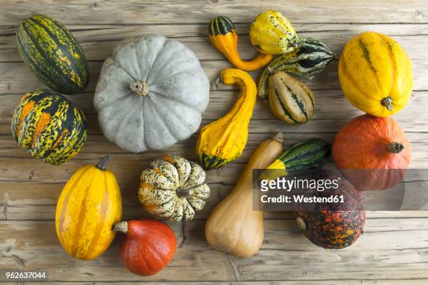 different pumpkins on wood - spaghetti squash stock pictures, royalty-free photos & images