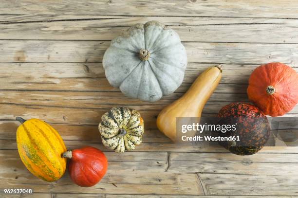 different pumpkins on wood - spaghetti squash stock pictures, royalty-free photos & images