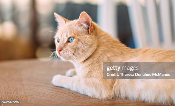 beautiful light orange cat with stunning vivid sky blue eyes - tabby munchkin cat bildbanksfoton och bilder