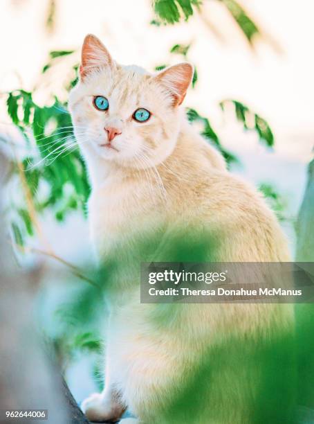 beautiful light orange cat with stunning vivid sky blue eyes - tortoise shell ストックフォトと画像