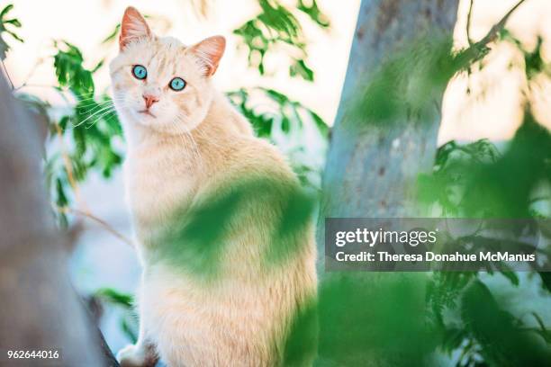 beautiful light orange cat with stunning vivid sky blue eyes - munchkin cat bildbanksfoton och bilder