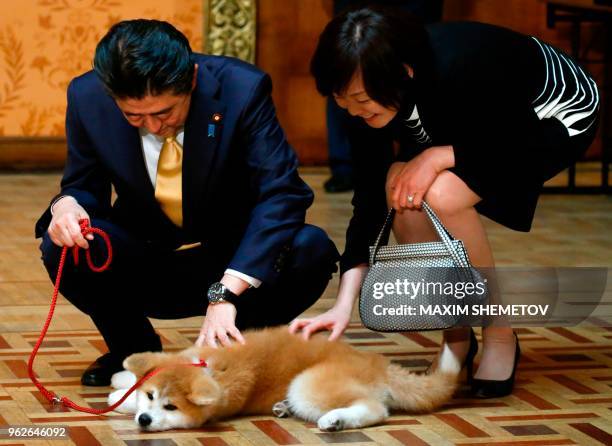 Japanese Prime Minister Shinzo Abe and his wife Akie Abe are seen petting an Akita Inu puppy named Masaru during their official visit to Moscow,...