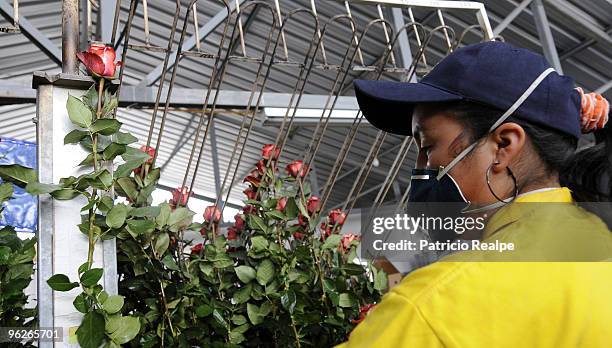 Worker holds a bunch of roses at a flowers plantation on January 29, 2010 in Cayambe, Ecuador. Ecuadorian flowers are exported to Russian, American...