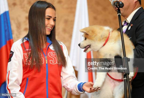Pyeongchang Olympic Figure Skating Ladies Singles gold medalist Alina Zagitova meets 'Masaru' Akita inu dog presented by Japan on May 26, 2018 in...
