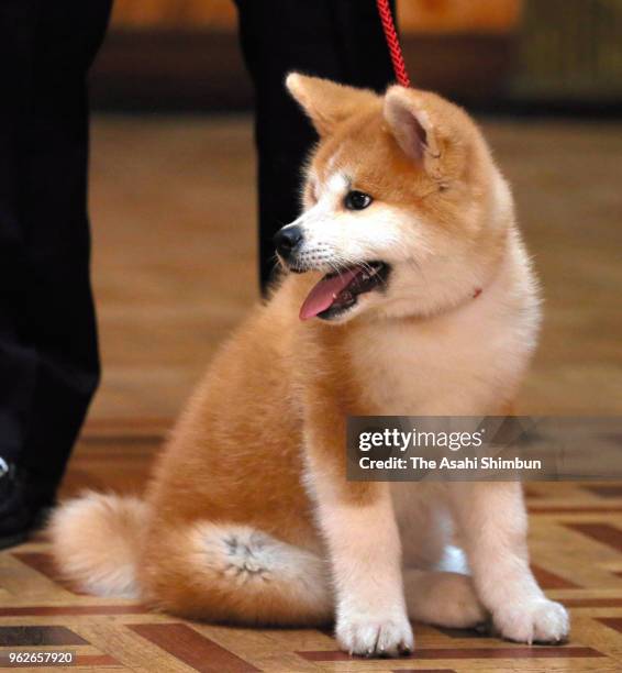 Masaru' Akita inu dog presented to Pyeongchang Olympic Figure Skating Ladies Singles gold medalist Alina Zagitova is seen on May 26, 2018 in Moscow,...