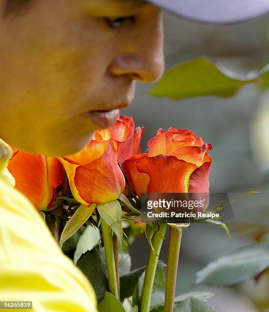 Woman works at a flowers plantation on January 29, 2010 in Cayambe, Ecuador. Ecuadorian flowers are exported to Russian, American and European market...