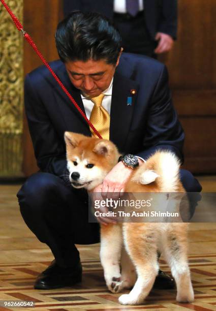 Japanese Prime Minister Shinzo Abe holds 'Masaru' Akita inu dog presented to Pyeongchang Olympic Figure Skating Ladies Singles gold medalist Alina...