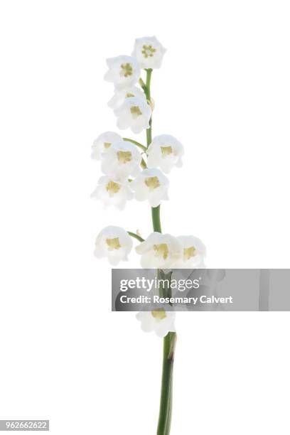 fragrant lily of the valley flower, convallia majalis,on white. - lily of the valley stock pictures, royalty-free photos & images