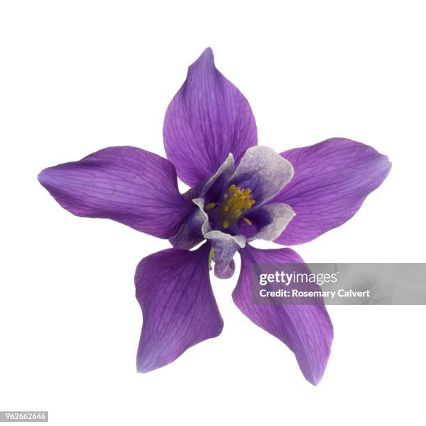 purple aquilegia flower in close-up on white square. - violette fleur photos et images de collection