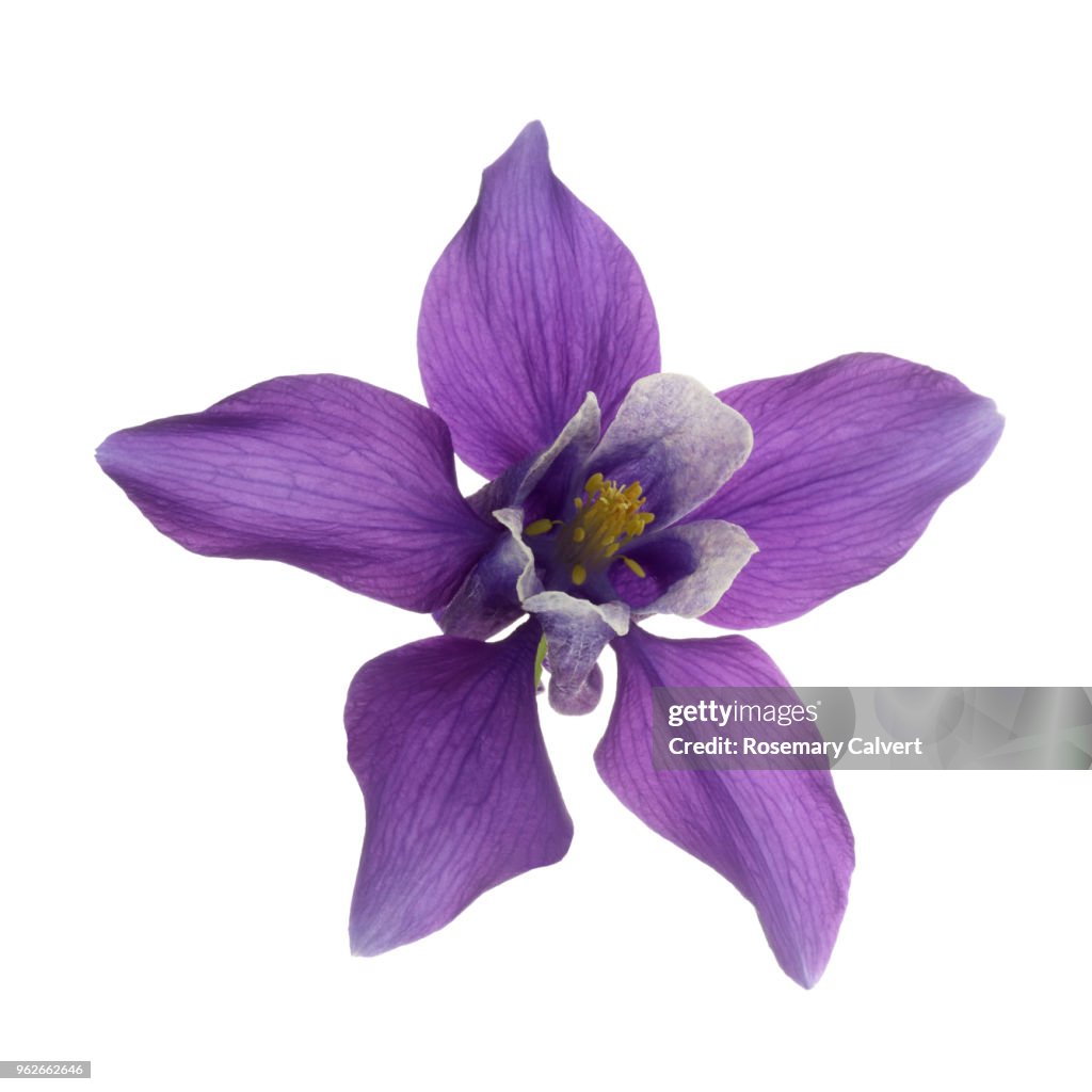 Purple Aquilegia flower in close-up on white square.