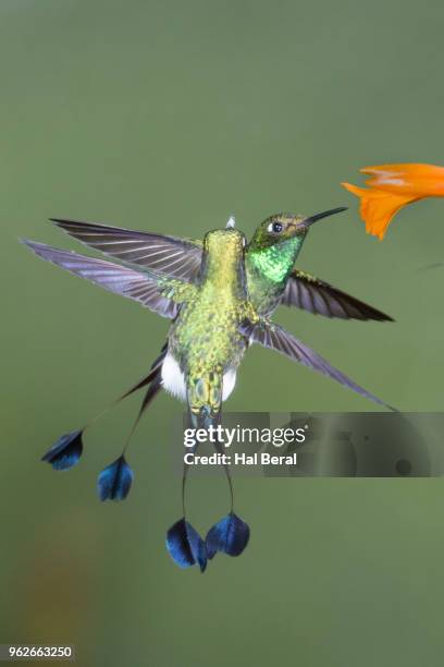 booted rackettail hummingbird males fly to flower - halbergman or hal bergman stockfoto's en -beelden