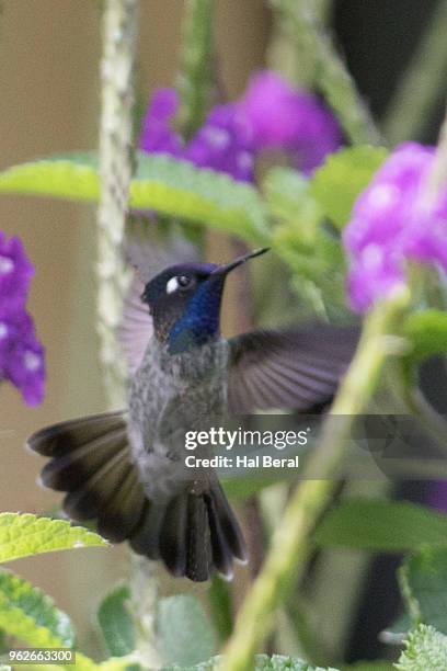 violet-headed hummingbird with flowers - violet headed hummingbird stock pictures, royalty-free photos & images