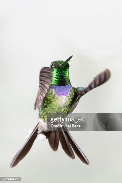 purple-bibbed whitetip hummingbird male flying - halbergman or hal bergman stockfoto's en -beelden