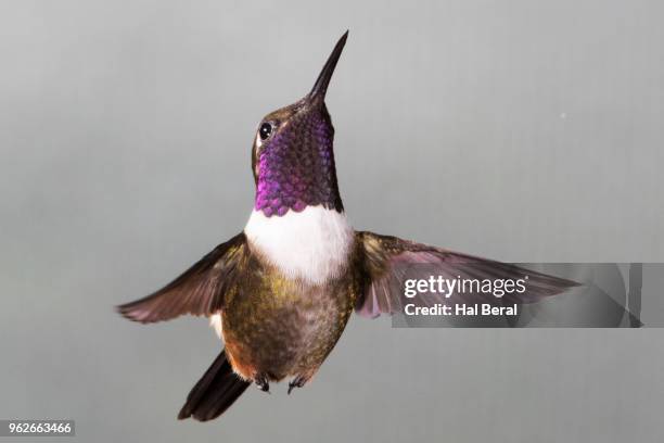 purple-throated woodstar hummingbird male flying - halbergman or hal bergman stockfoto's en -beelden
