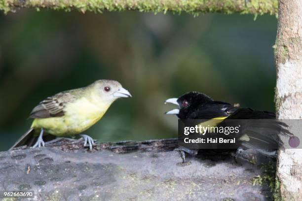 flame-rumped tanager male and female - halbergman or hal bergman stockfoto's en -beelden