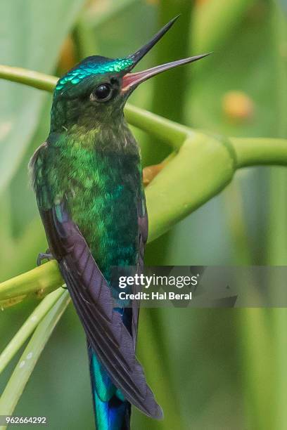 violet-tailed slyph hummingbird male calling - halbergman or hal bergman stockfoto's en -beelden
