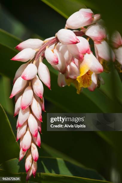 shell ginger blossom in hawaii - alpinia zerumbet stock pictures, royalty-free photos & images