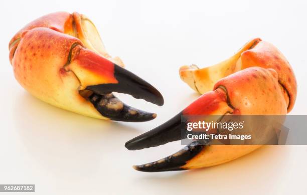 stone crab claws on white background - florida stone crab stockfoto's en -beelden