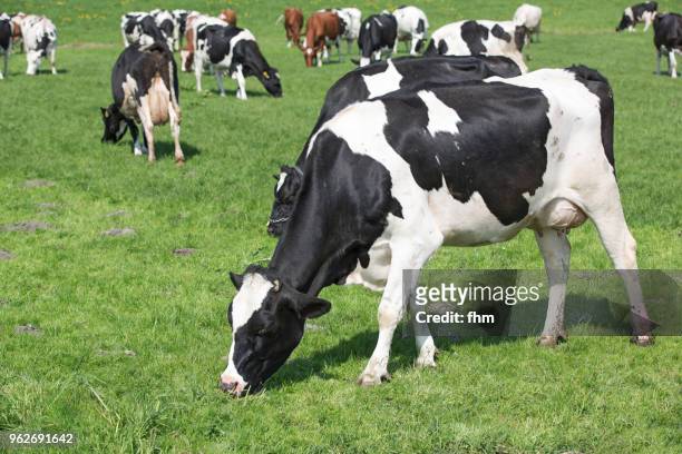 happy cows on the field - cows eating stock pictures, royalty-free photos & images