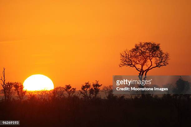 nascer do sol no parque de kruger, áfrica do sul - província de mpumalanga imagens e fotografias de stock