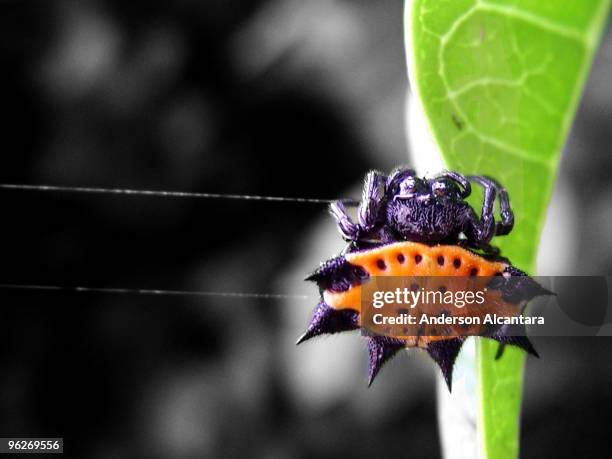 aranha papa corda - aranha stock pictures, royalty-free photos & images