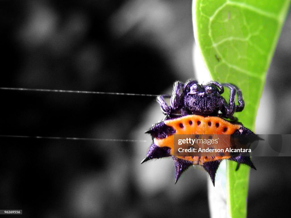 Aranha Papa corda