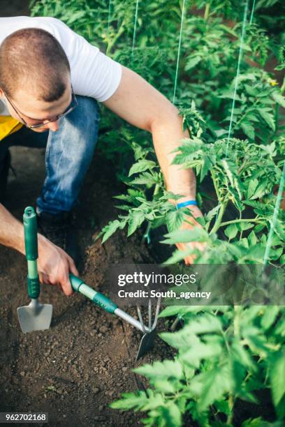 hombre ocupado en huerto - alimento genéticamente modificado fotografías e imágenes de stock