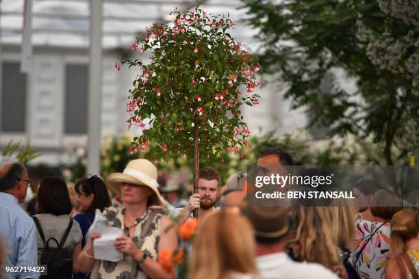 Man carries a tree through the crowds during the 'Great Plant Sale' on the final day of the 2018 Chelsea Flower Show in London on May 26, 2018. - The...