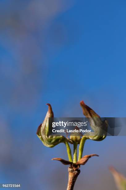 dogwood bud - kousa dogwood fotografías e imágenes de stock