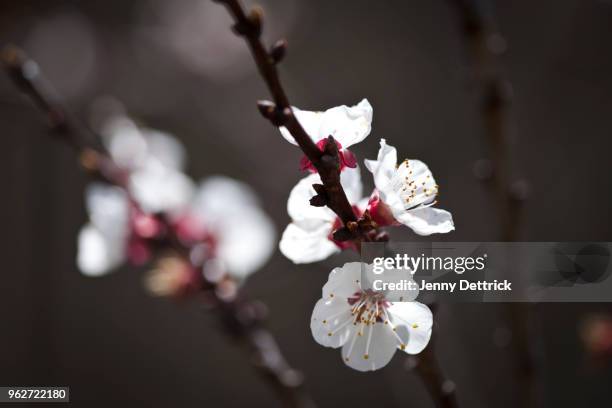 apricot blossoms - apricot blossom stock pictures, royalty-free photos & images