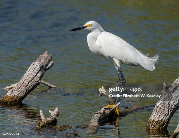 snowy egret perched on tree branch - snowy egret stock pictures, royalty-free photos & images