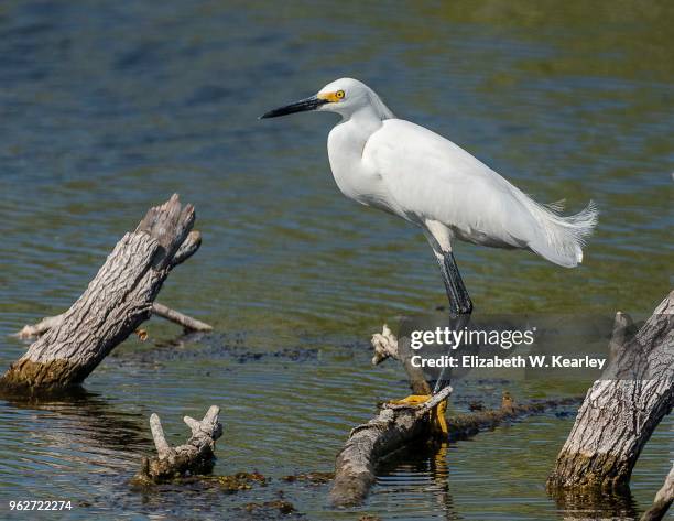 snowy egret perched on tree branch - snöhäger bildbanksfoton och bilder