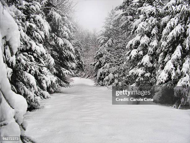 snow covered trees and road - new brunswick canada snow stock pictures, royalty-free photos & images